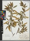 Foto von Salix alba L. x Salix pentandra L.